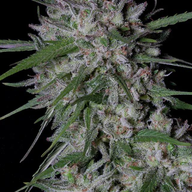 Gorilla Cookies Auto Feminised Cannabis Seeds | Big Head Seeds