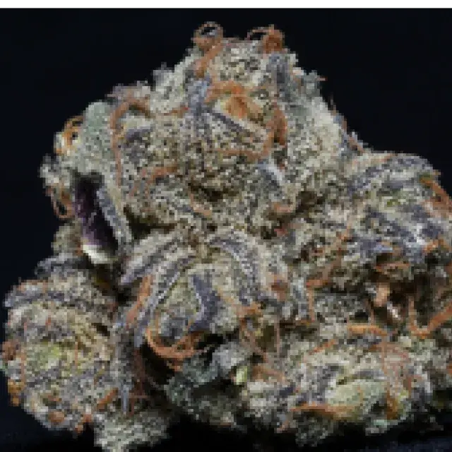 Grandaddy Purple Feminised Cannabis Seeds | Big Head Seeds