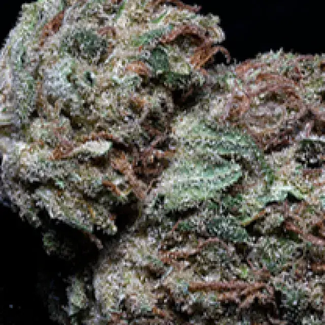Skywalka Ghost Kush Feminised Cannabis Seeds | Big Head Seeds