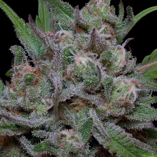 Trippy Sherbert Punch Auto Feminised Cannabis Seeds | Big Head Seeds