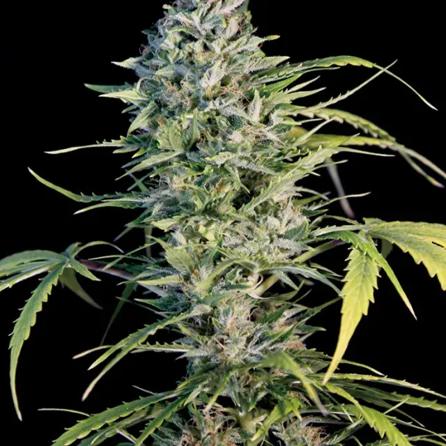 Big Monster Flow Feminised Cannabis Seeds | Big Monster Seeds