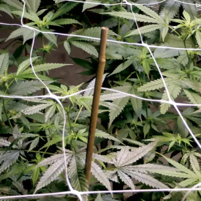 Big Monster Mix Cannabis Seeds | Big Monster Seeds