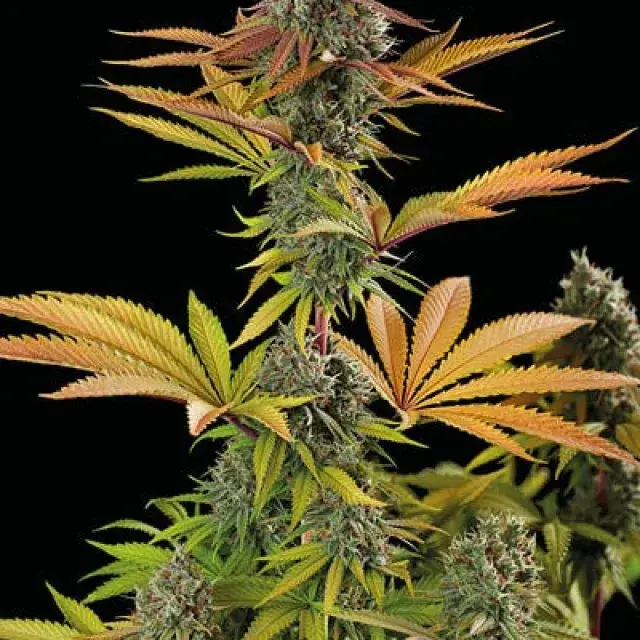 Big Yeti Feminised Cannabis Seeds | Seed Stockers.