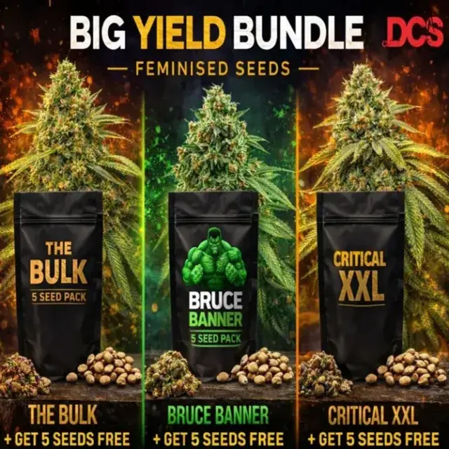 Big Yield Bundle Feminised Seeds - Discount Cannabis Seeds