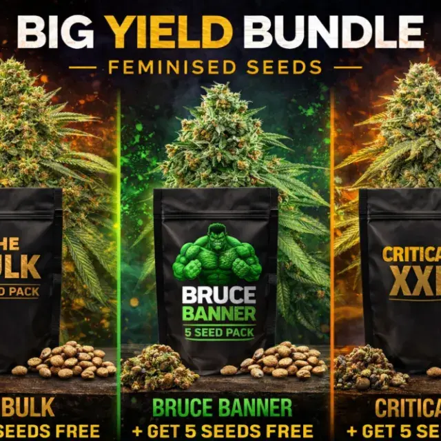 Big Yield Bundle Feminised Seeds - Discount Cannabis Seeds