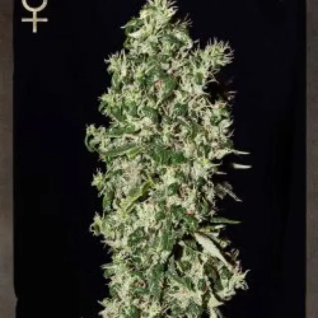 Big Tooth Feminised Cannabis Seeds | Strain Hunters 