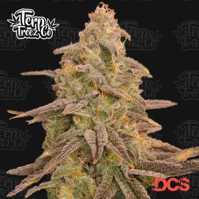 Bizcoffi Feminised Cannabis Seeds - Terp Treez