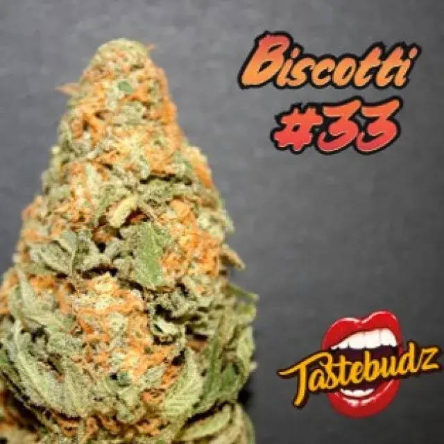 Biscotti #33 Auto Cannabis Seeds - Tastebudz.