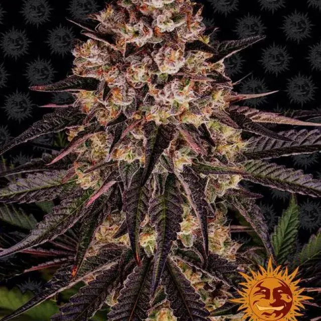 Biscotti Mintz Feminised Cannabis Seeds | Barney's Farm 