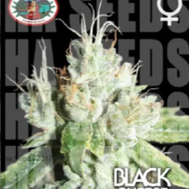 Black Cheese Feminised Cannabis Seeds | Big Buddha Seeds