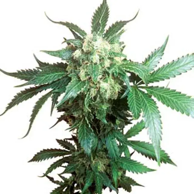Black Domina Feminised Cannabis Seeds | Sensi Seeds 