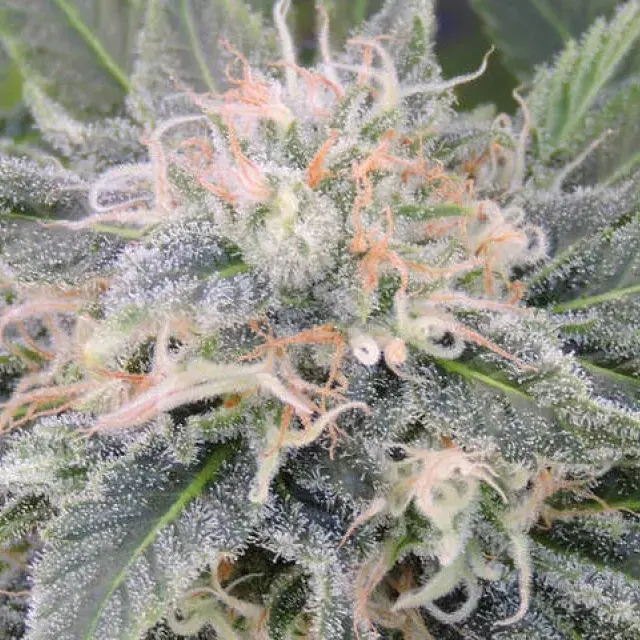 Black Ghost OG Feminised Cannabis Seeds | Original Sensible Seeds