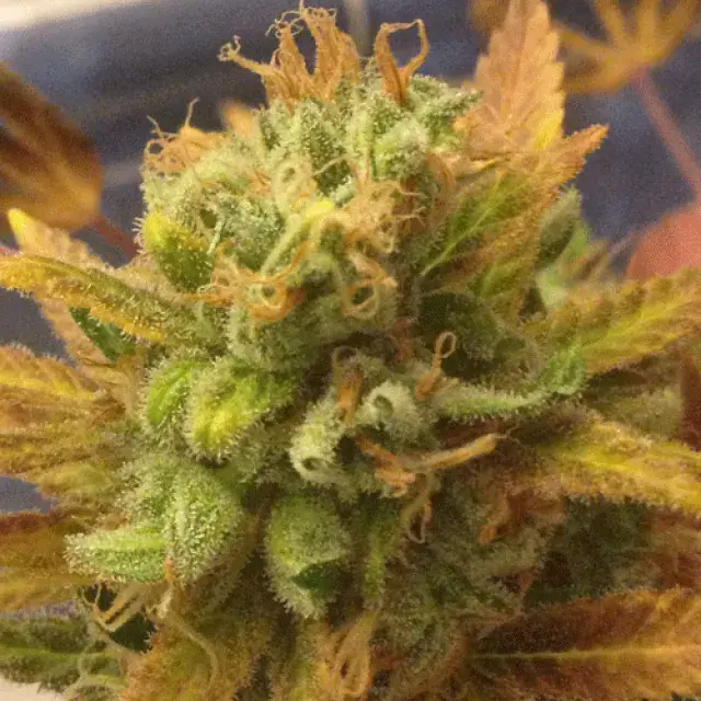 Black Gold Auto Feminised Cannabis Seeds | Cream Of The Crop
