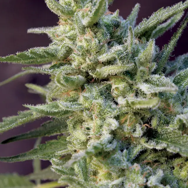 Black Hawk Auto Feminised Cannabis Seeds | Big Monster Seeds