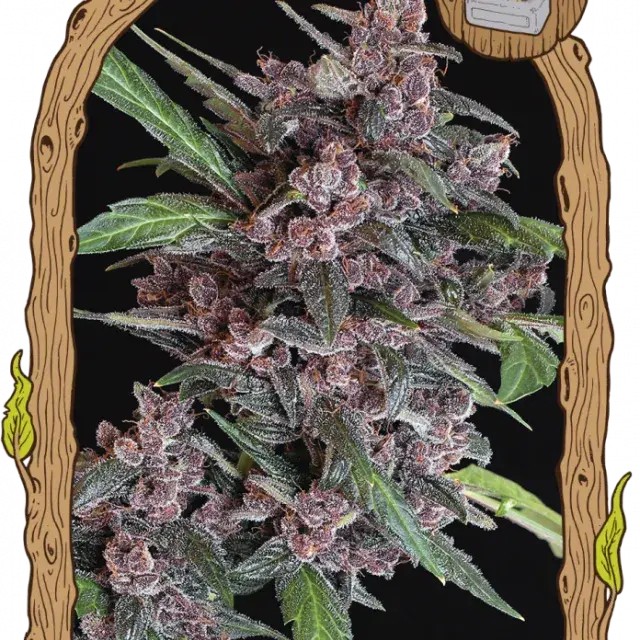 Black Lemon Auto Feminised Cannabis Seeds | Exotic Seeds