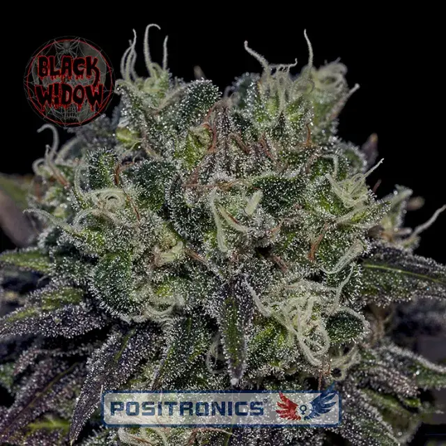 Black Widow Feminised Cannabis Seeds | Positronics