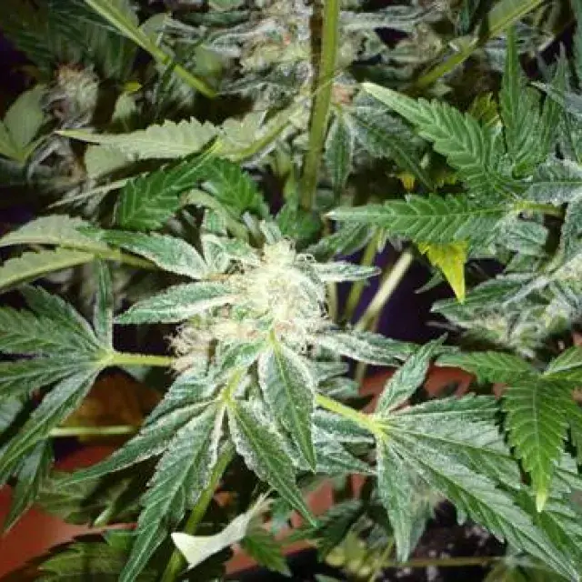 Black Widow Regular Cannabis Seeds | Mr Nice Seeds
