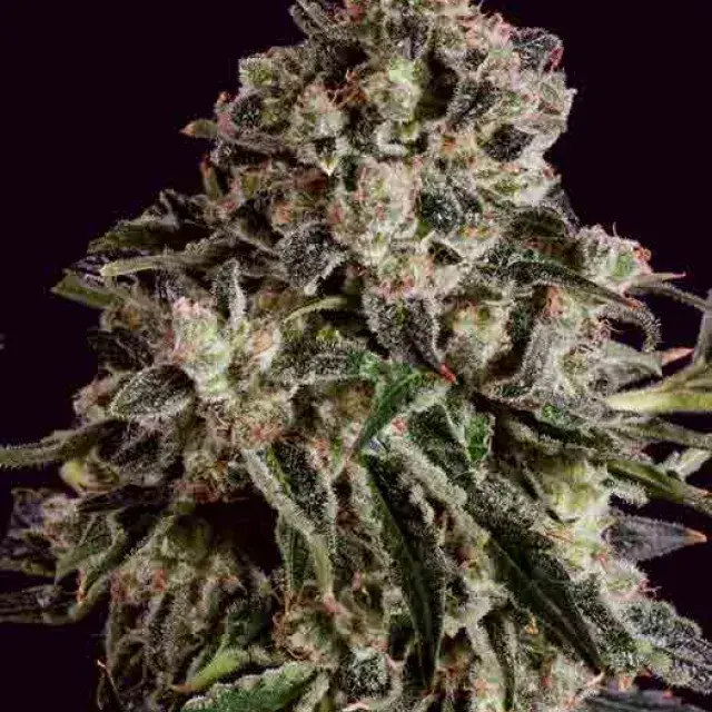 BLACK CRITICAL x SCBDX Feminised Cannnabis Seeds
