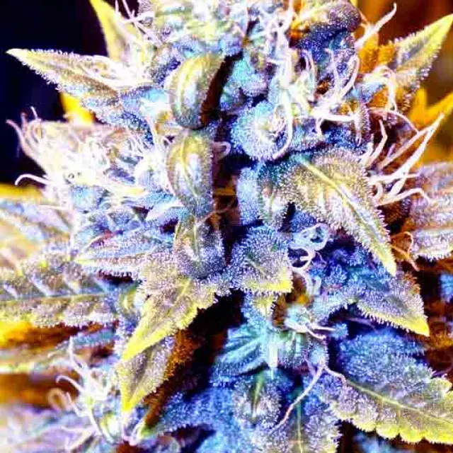 BLACK KUSH x SCBDX Feminised Cannnabis Seeds
