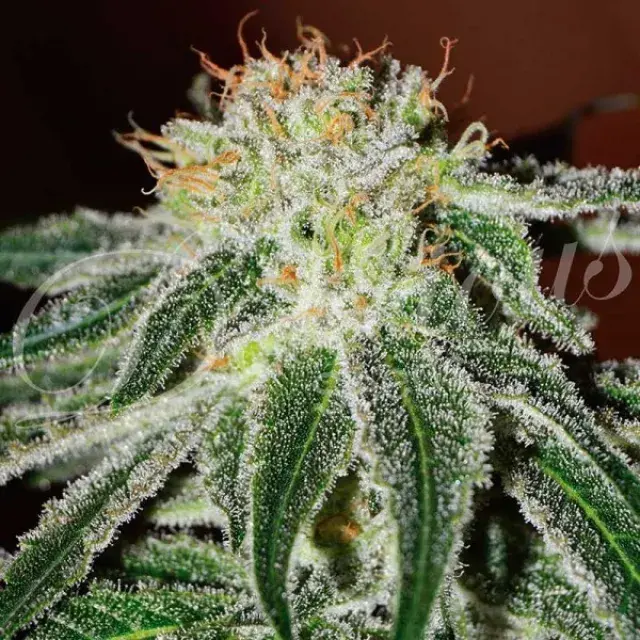 Black Russian Feminised Cannabis Seeds | Delicious Seeds