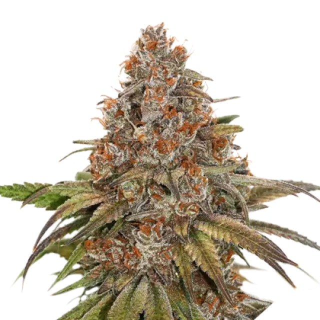 Blackberry Gum Feminised Cannabis Seeds | Seed Stockers