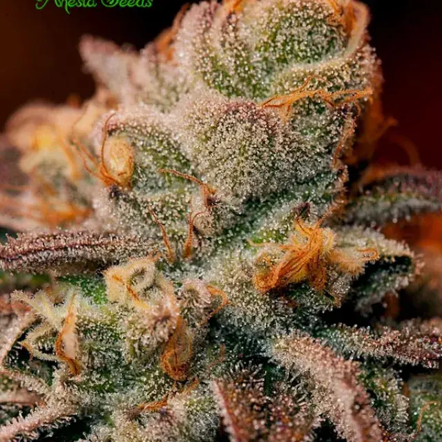 Blackberry Moonrocks Feminised Cannabis Seeds - Anesia Seeds
