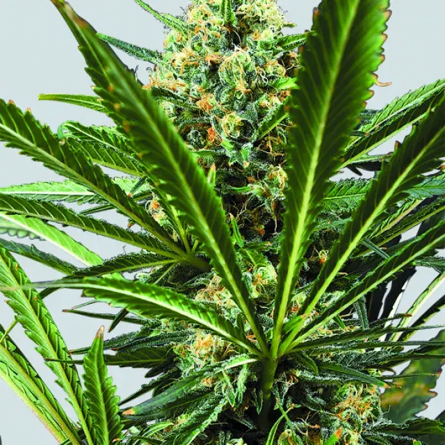 Blackjack Feminised Cannabis Seeds | Nirvana
