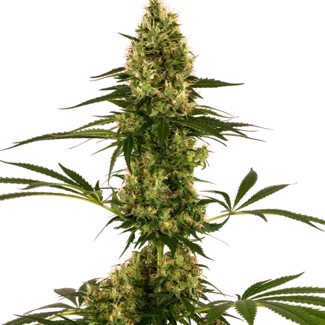 Blue Bullet Auto Feminised Cannabis Seeds - Sensi Seeds