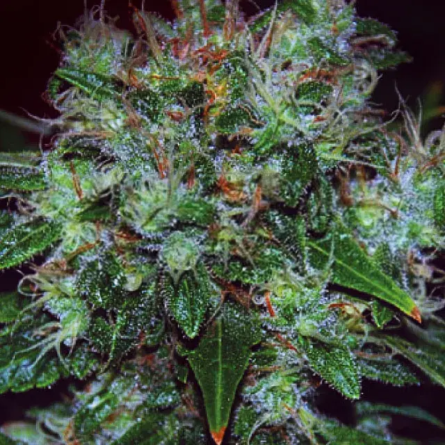 Blue Cheese Auto Feminised Cannabis Seeds | Expert Seeds