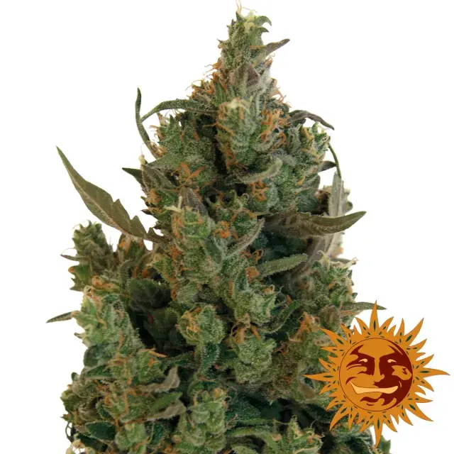Blueberry Cheese Feminised | Barney's Farm 