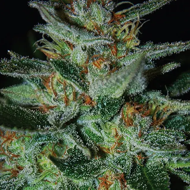 Blue Cheese Feminised Cannabis Seeds | Expert Seeds