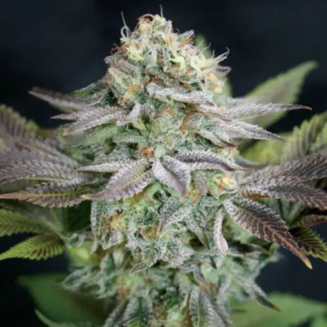 Blue Dream Feminised Cannabis Seeds | Garden of Green