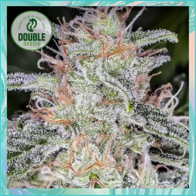 Blue Dream Auto - Double Seeds