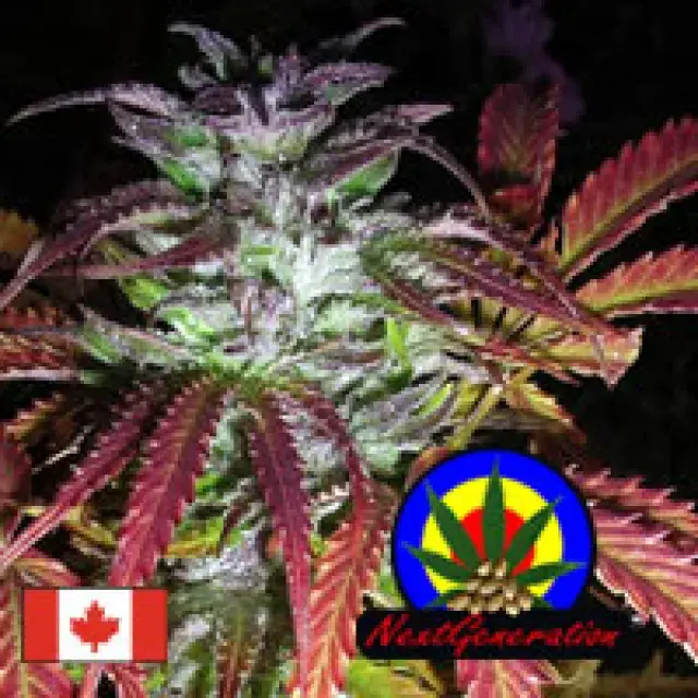 Blue Dynamite Regular Cannabis Seeds | Next Generation Seeds