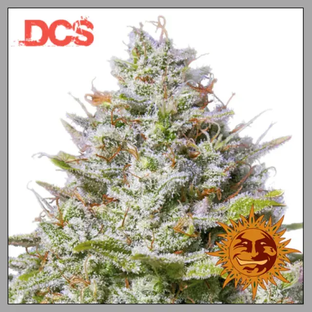 Blue Gelato 41 Feminised Cannabis Seeds | Barney's Farm 