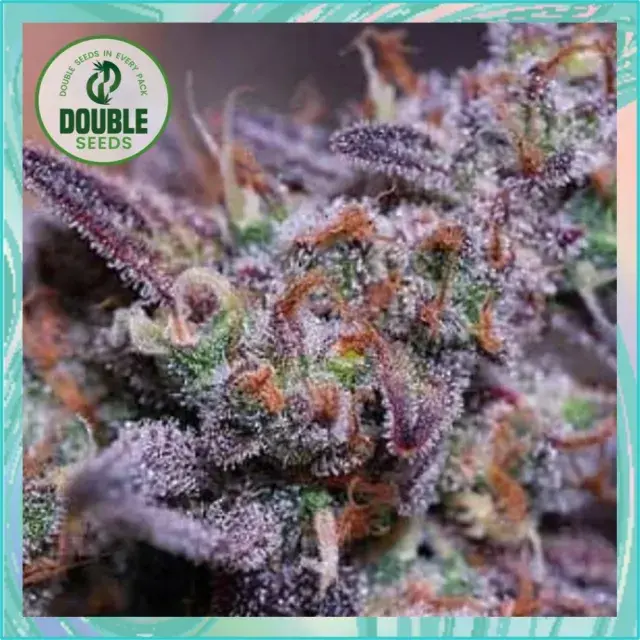 Blue Kush - Double Seeds