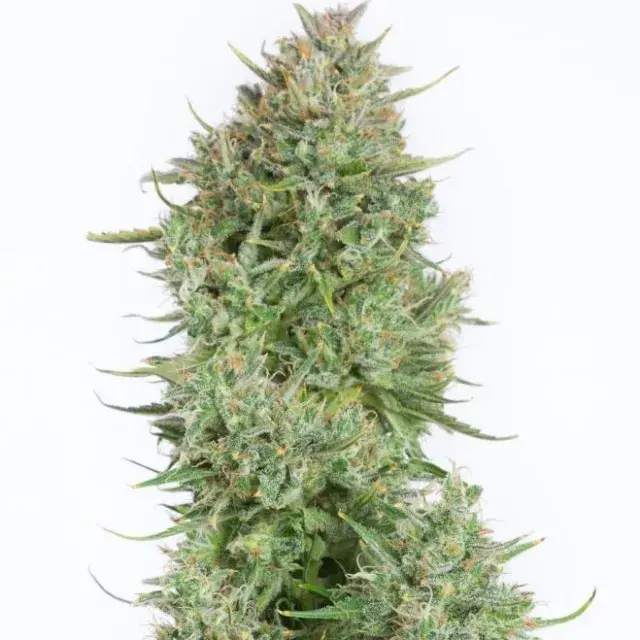 Blue Kush Auto Feminised Cannabis Seeds - Dinafem Seeds