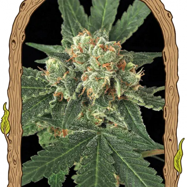 Blue Monkey Feminised Cannabis Seeds | Exotic Seeds