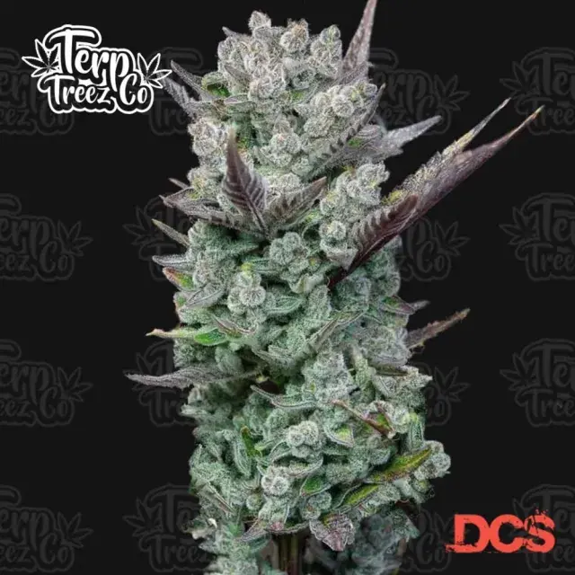 Blue Nerdz Feminised Cannabis Seeds - Terp Treez