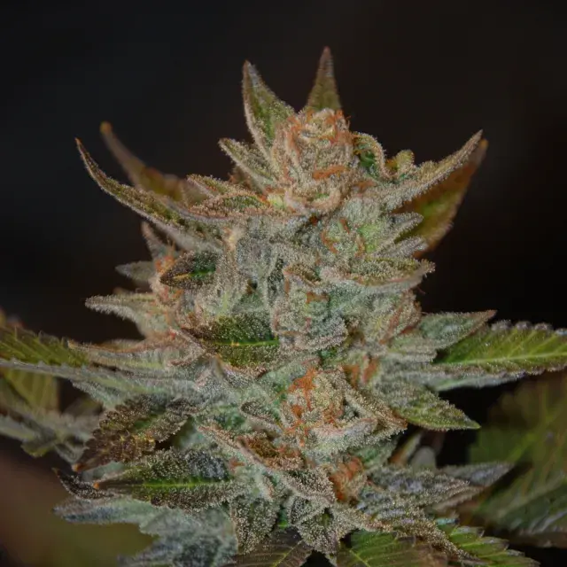 Blue OG Feminised Cannabis Seeds