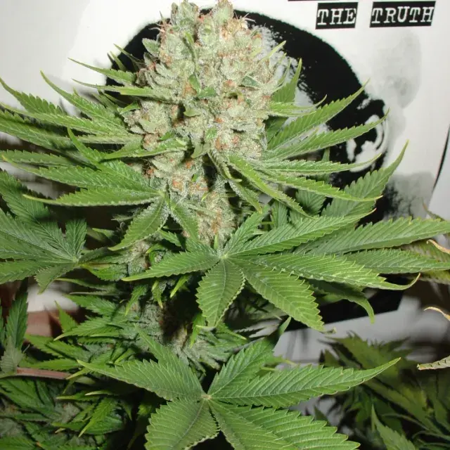 Blue Pearl Auto Feminised Cannabis Seeds