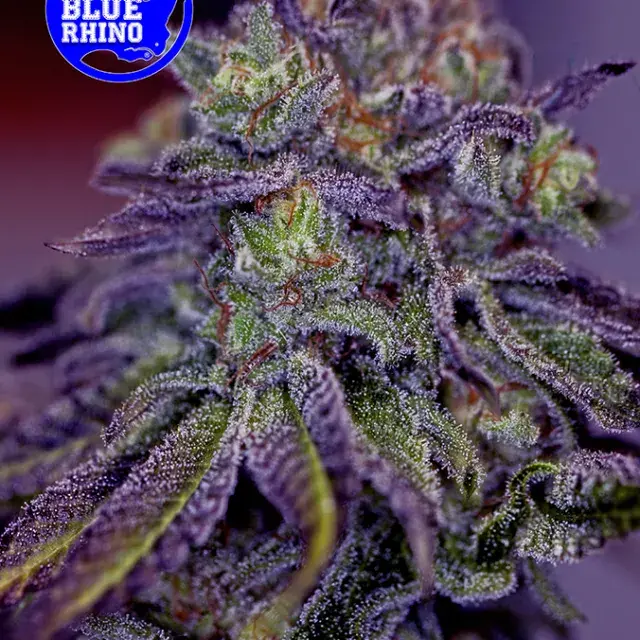 Blue Rhino Feminised Cannabis Seeds | Positronics