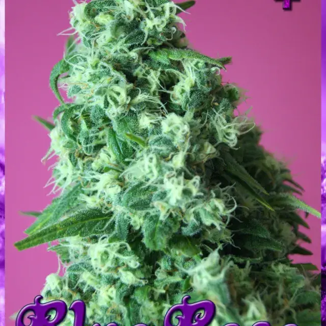 Blue Rose Feminised Cannabis Seeds | Rockwell Seeds