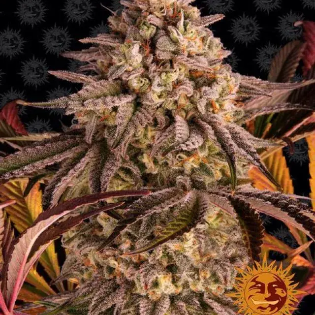 Blue Sunset Sherbet Feminised Cannabis Seeds | Barney's Farm 