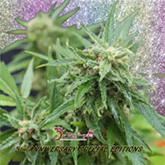 Blue Tease Auto Feminised Cannabis Seeds | Dr Krippling 