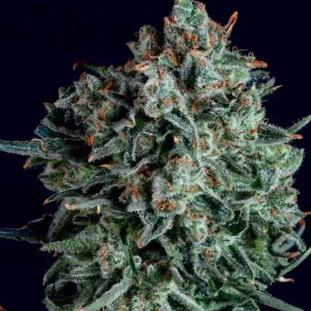 BLUE CHEESE x SCBDX Feminised Cannnabis Seeds