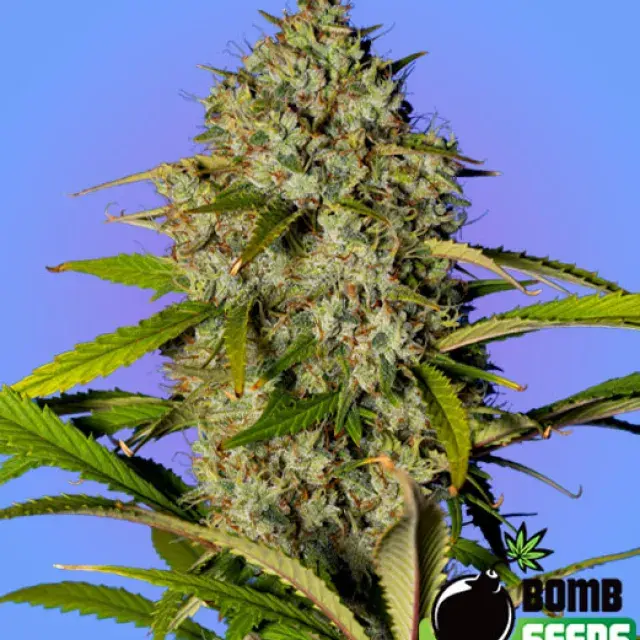 Blue Dream Bomb Feminised Cannabis Seeds | Bomb Seeds. 