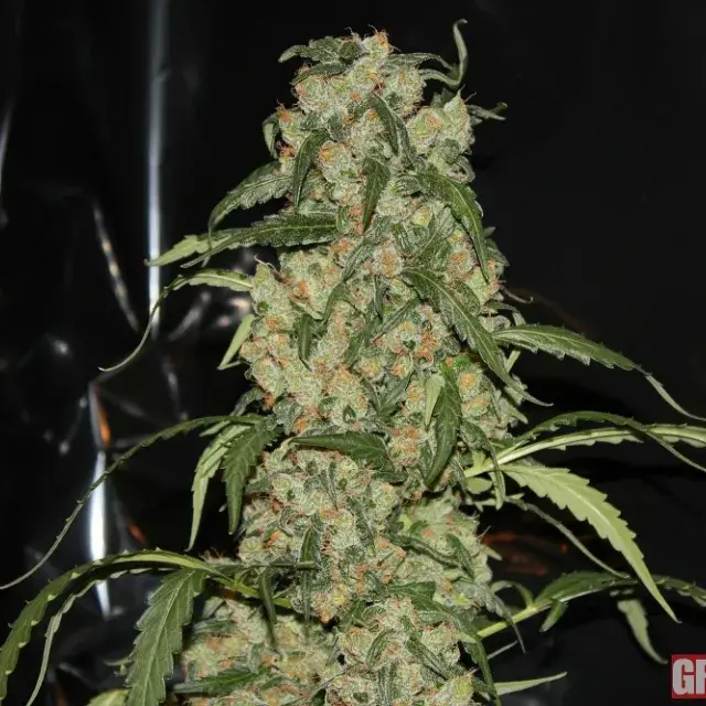 Blue Grape Dream Feminised Cannabis Seeds | GreenLabel Seeds
