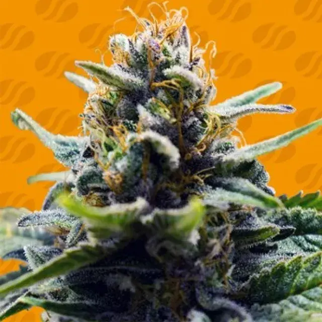 Blue Zushi Feminised Cannabis Seeds | Original Sensible Seeds
