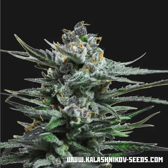 Boy Scout Cookies Feminised Cannabis Seeds | Kalashnikov Seeds